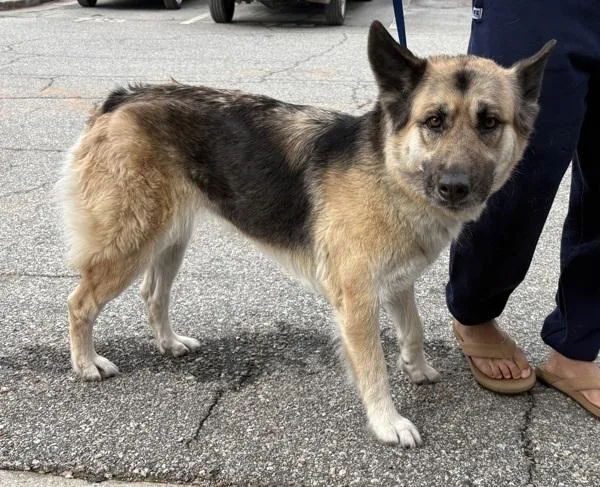 Pen C Opal thumbnail 2