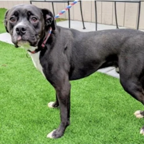 Raider Ab thumbnail 2