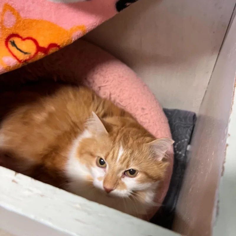 Scrambles thumbnail 2