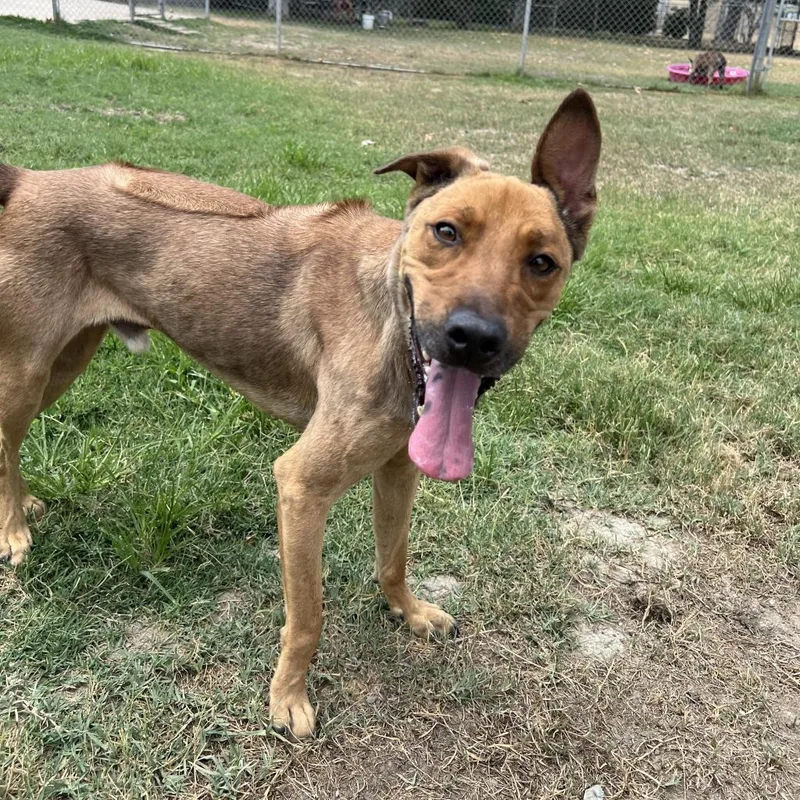 Bellinger thumbnail 2