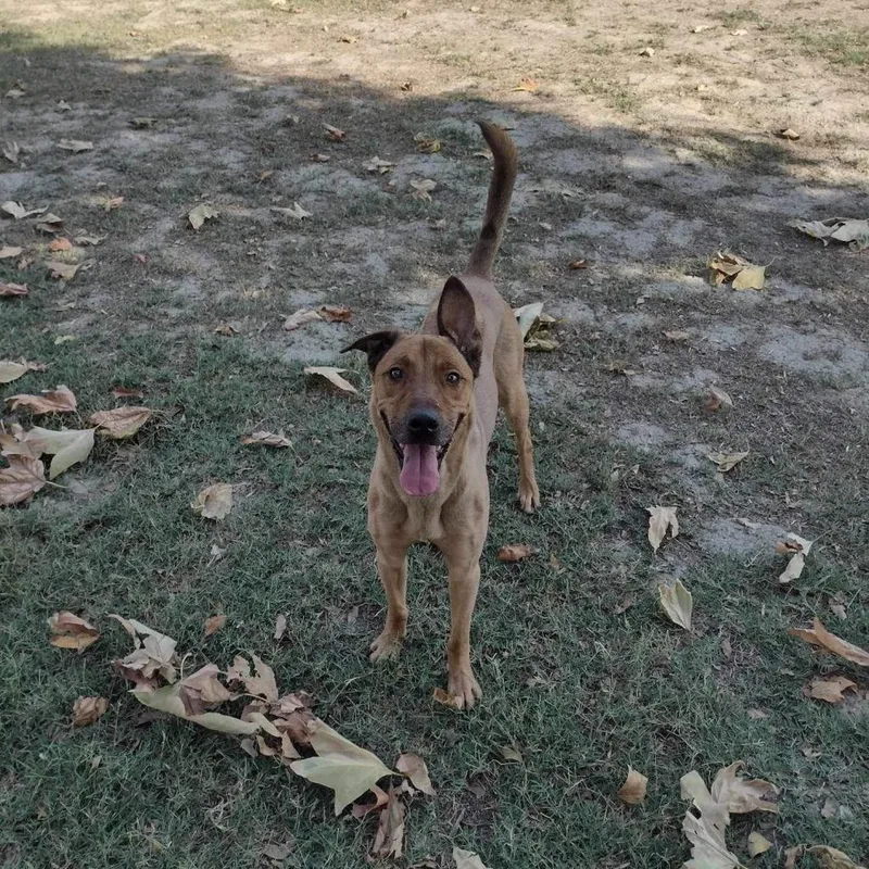 Bellinger thumbnail 3