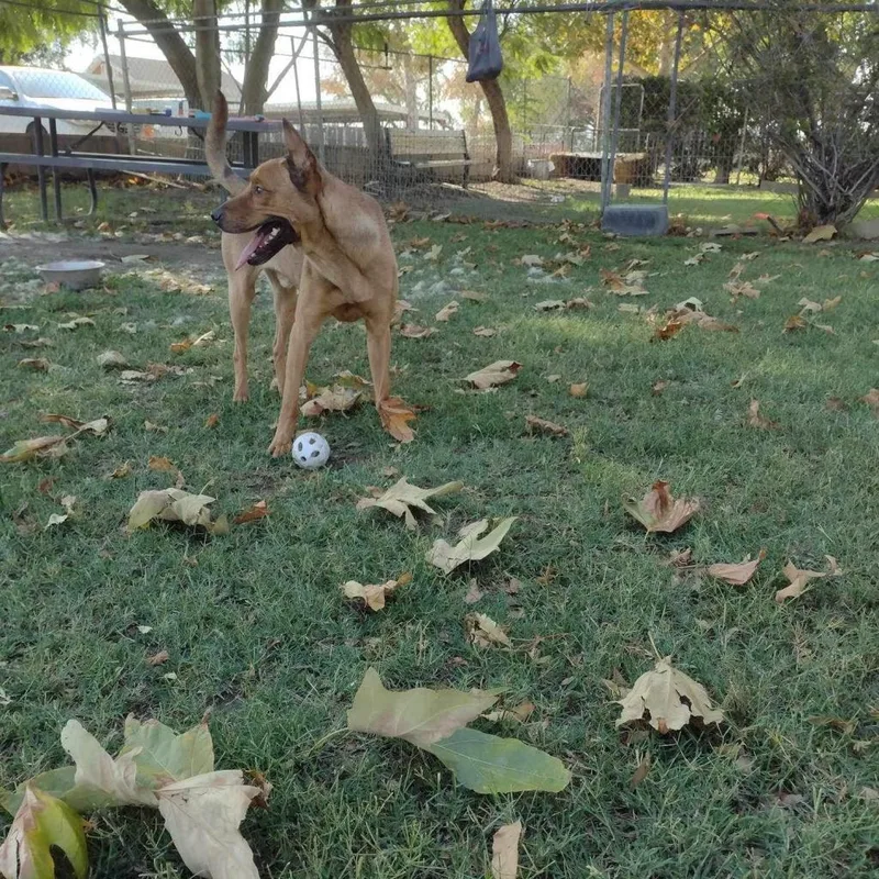 Bellinger thumbnail 4