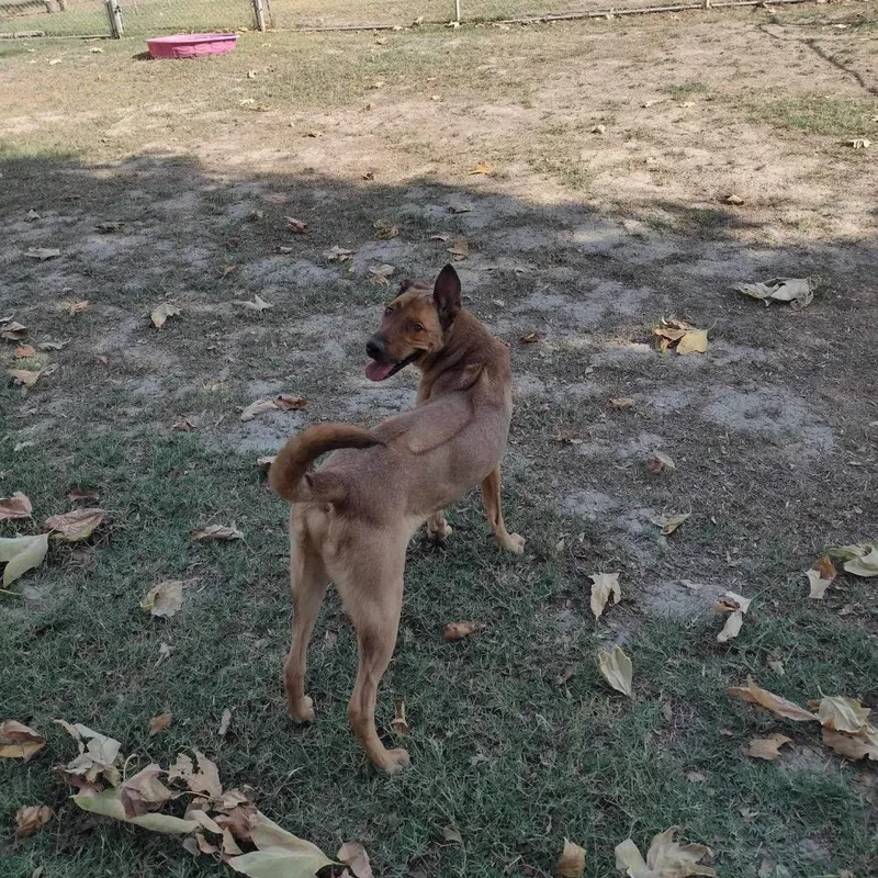 Bellinger thumbnail 5