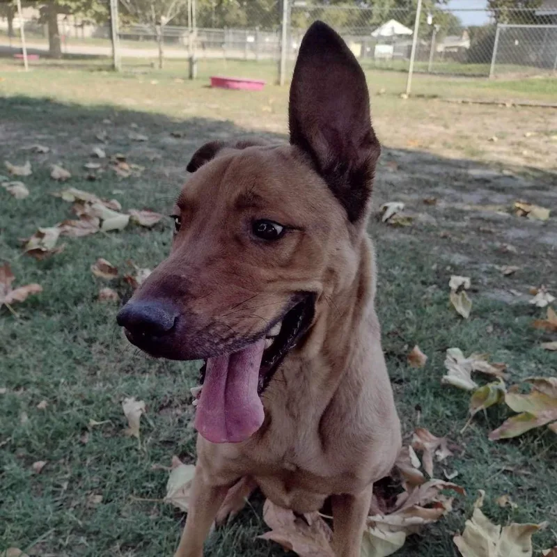 Bellinger thumbnail 6