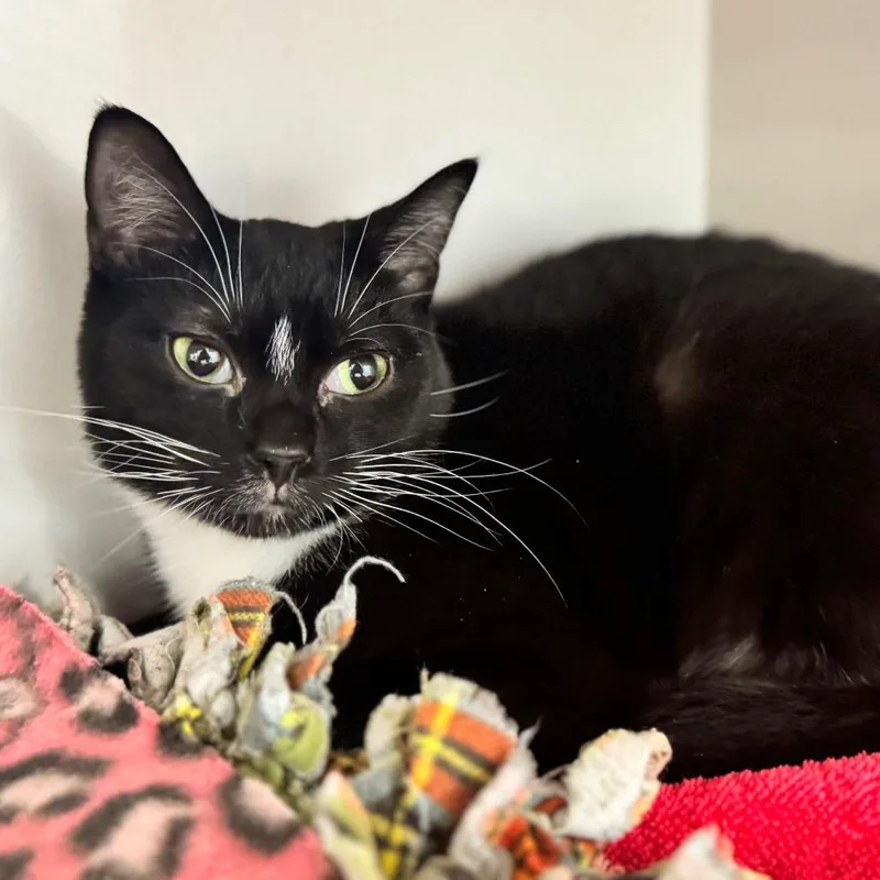 A young medium-sized female Black Domestic Short Hair cat named Betsy for adoption in Wheeling, IL