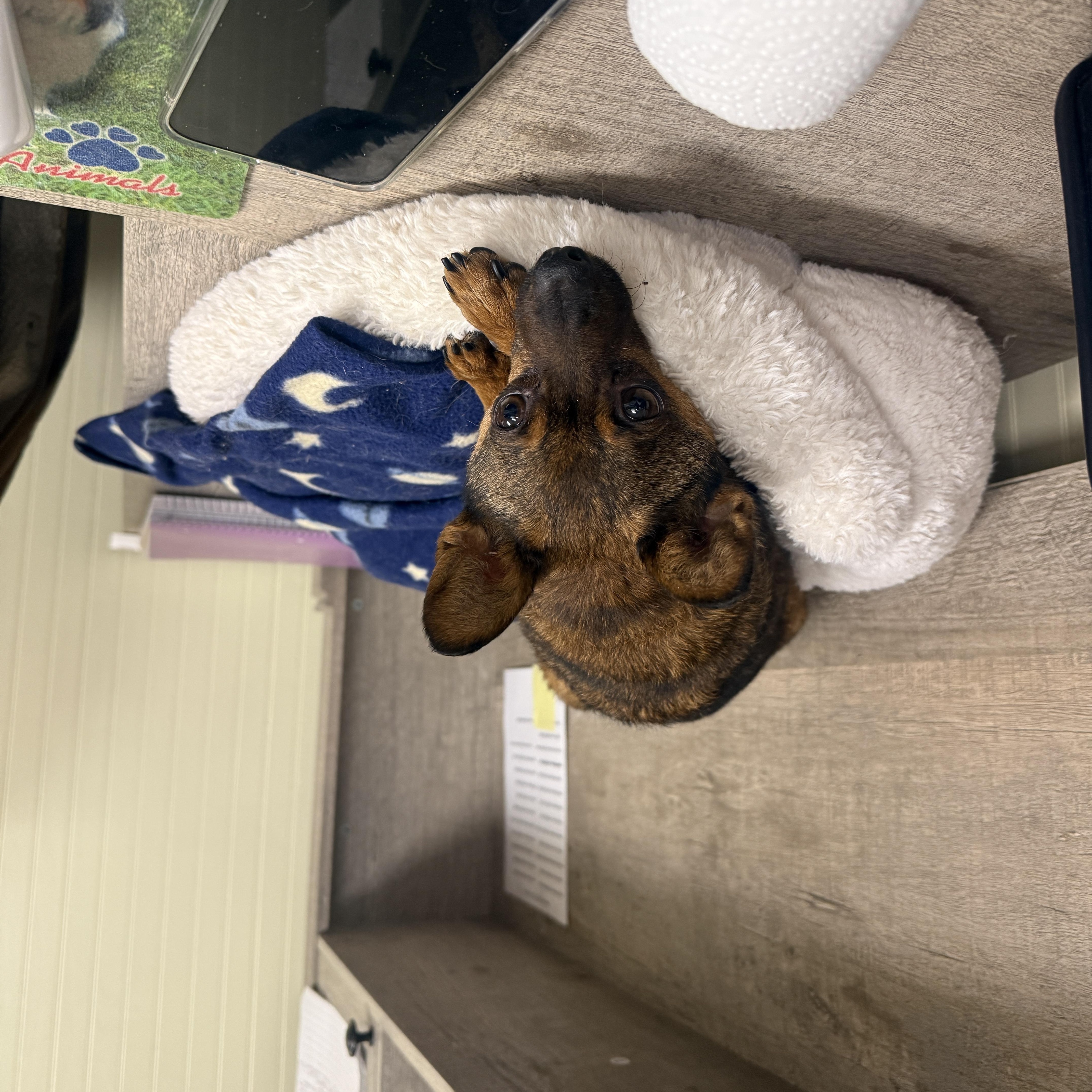 Ozmandeous thumbnail 2