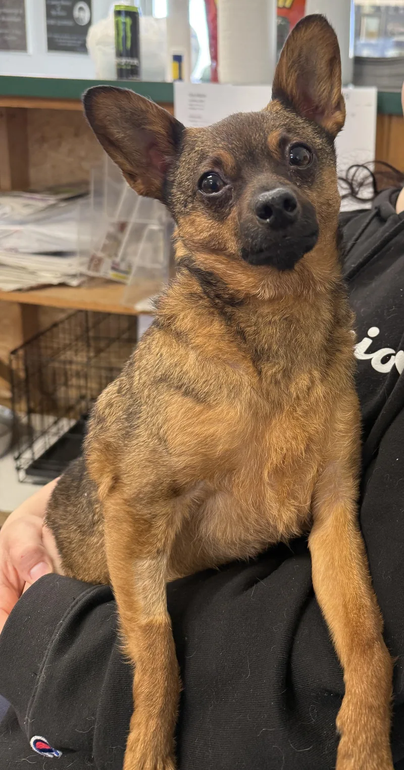 Ozmandeous thumbnail 3