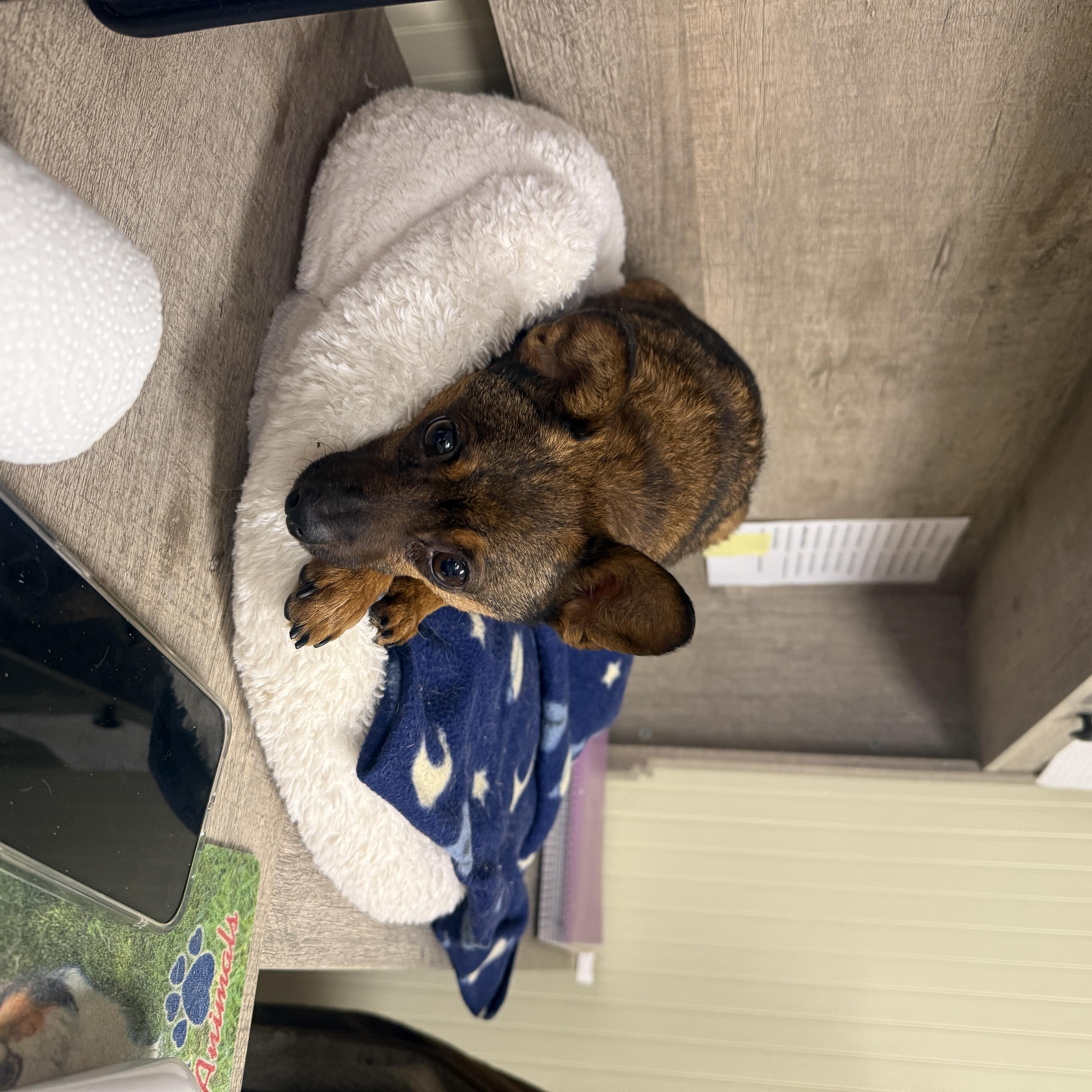 Ozmandeous thumbnail 4