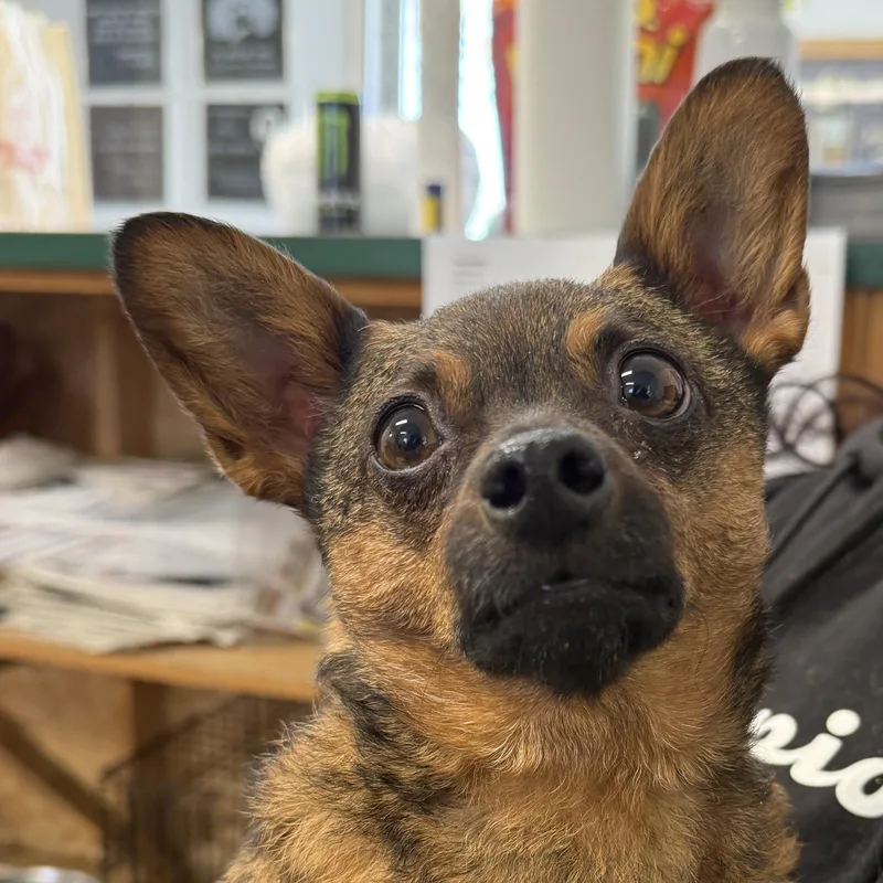 An adult small-sized male Chihuahua dog named Ozmandeous for adoption in Auburn, NE