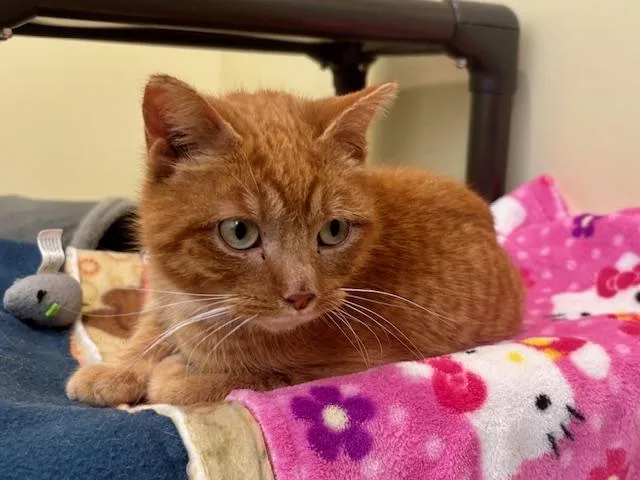 Zeppelin thumbnail 2