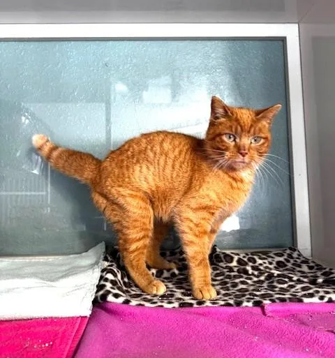 Zeppelin thumbnail 4