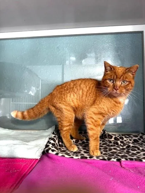 Zeppelin thumbnail 5