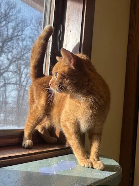 Zeppelin thumbnail 6