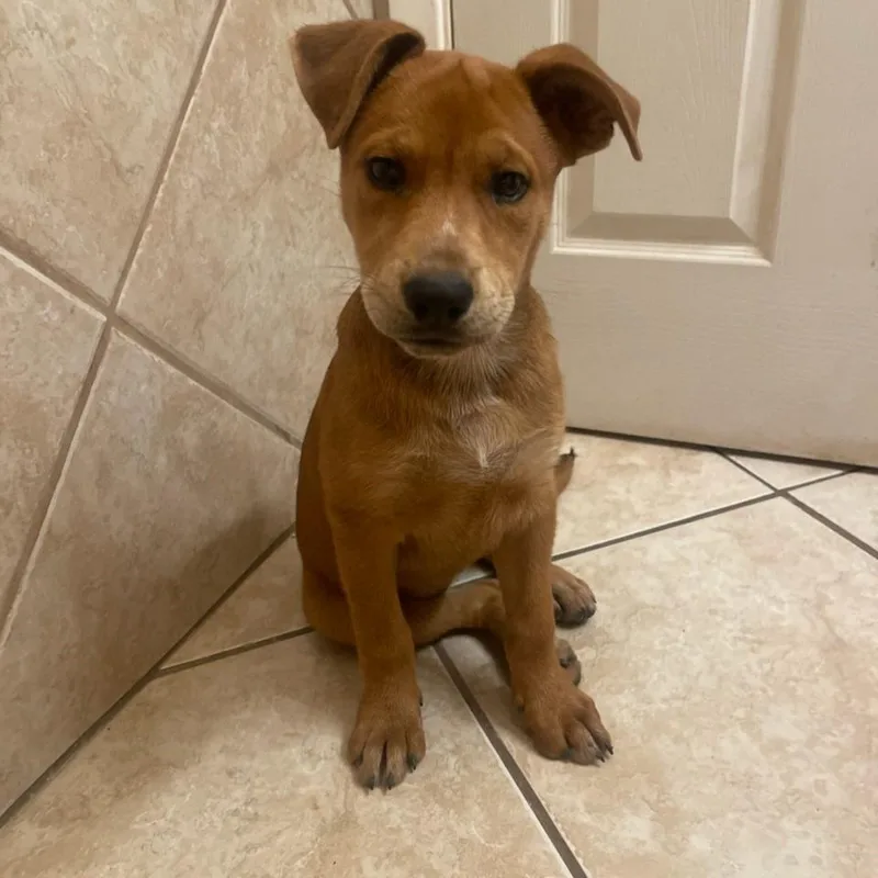 Missy Aka Trixie thumbnail 2