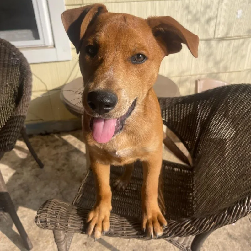 Missy Aka Trixie thumbnail 3