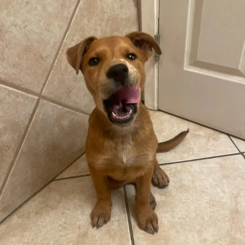 Missy Aka Trixie thumbnail 4