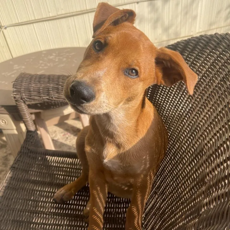 Missy Aka Trixie thumbnail 5