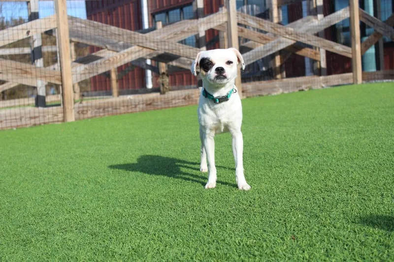 Kevin Costner thumbnail 3