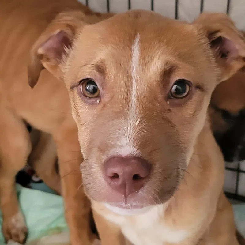 Paloma Spirit thumbnail 2