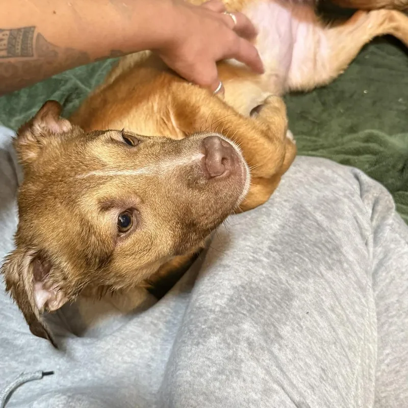 Paloma Spirit thumbnail 3