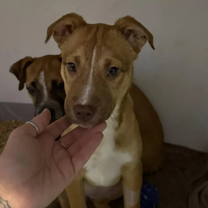 Paloma Spirit thumbnail 4