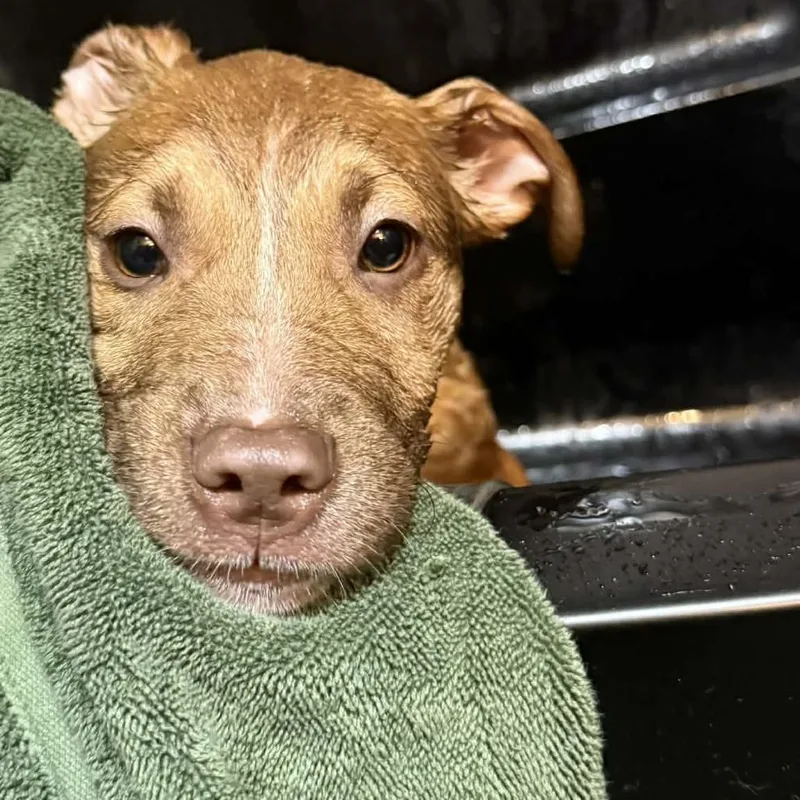 Paloma Spirit thumbnail 5