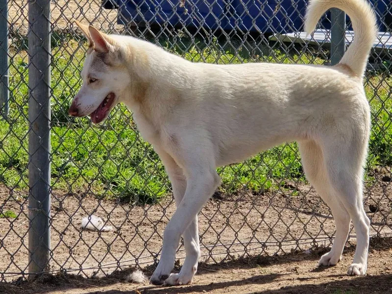 A young medium-sized male Husky dog named Auggie for adoption in Humble, TX