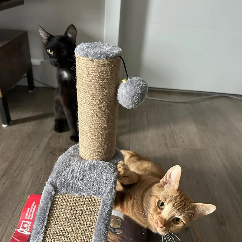 Moonlight thumbnail 4