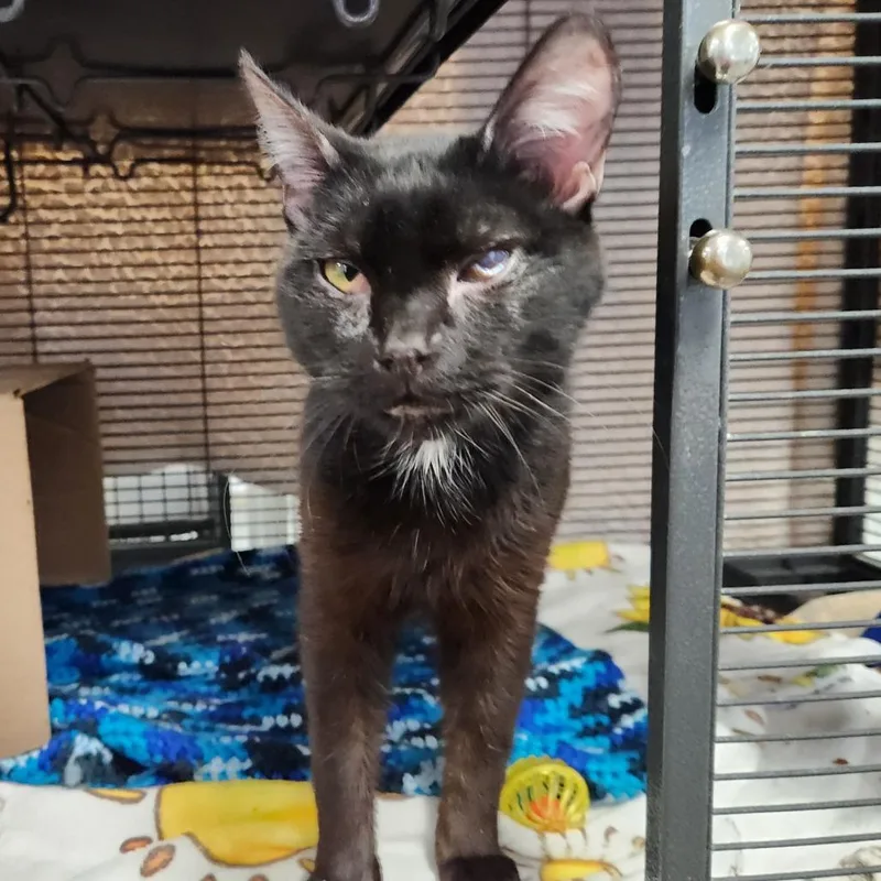 Moonlight thumbnail 5