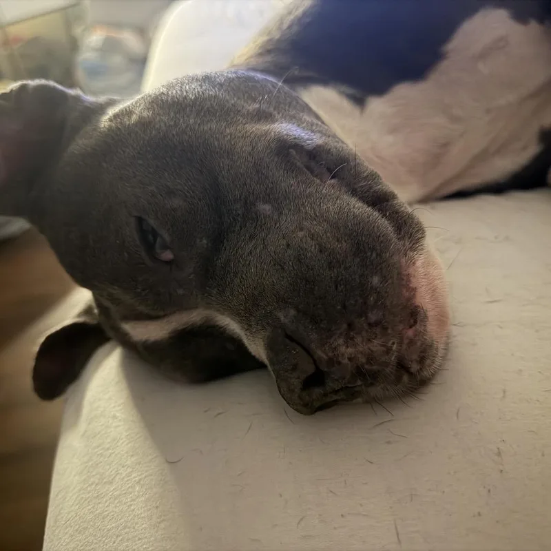 Scarlett thumbnail 2