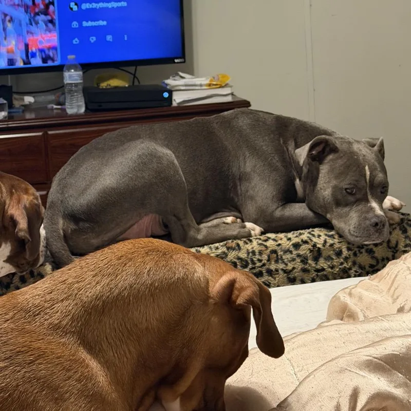 Scarlett thumbnail 3