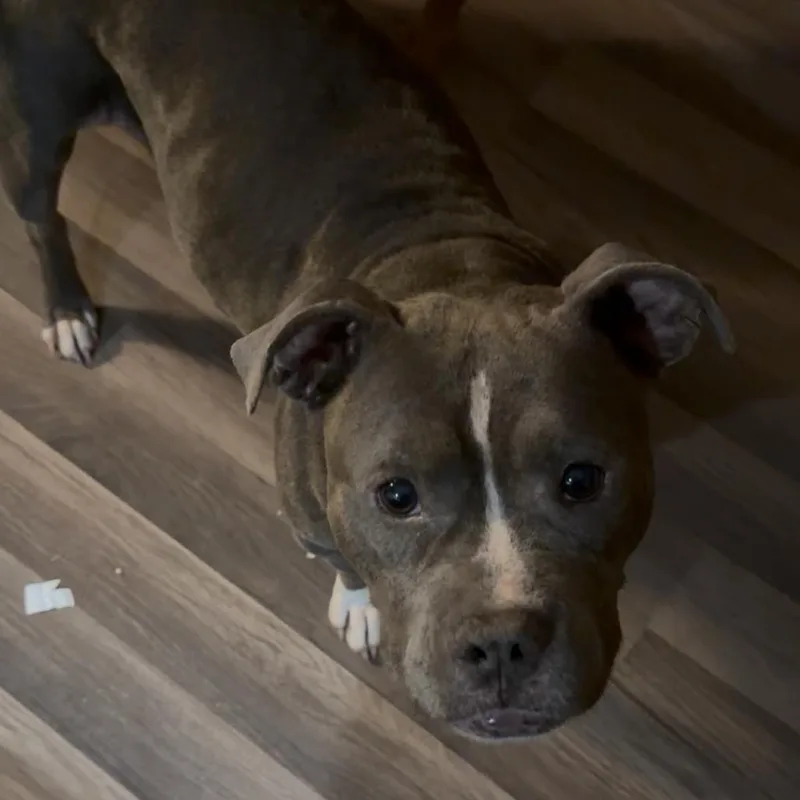 Scarlett thumbnail 4