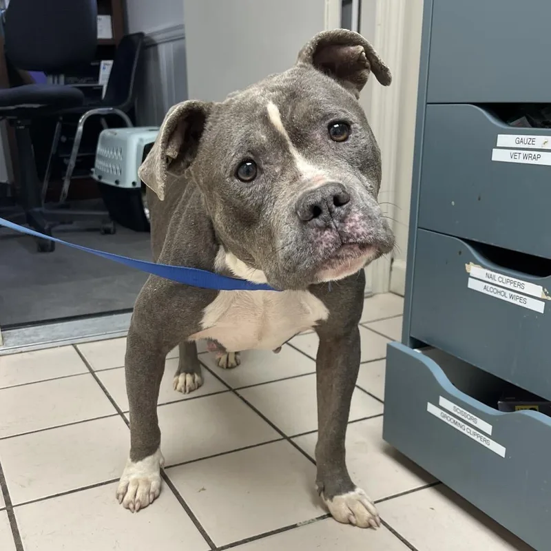 Scarlett thumbnail 5