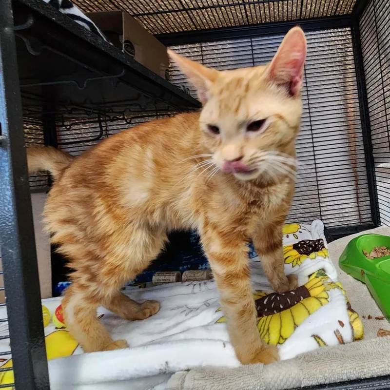 Sunlight thumbnail 2