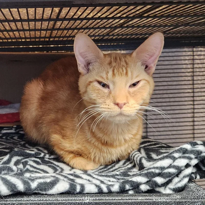 Sunlight thumbnail 4