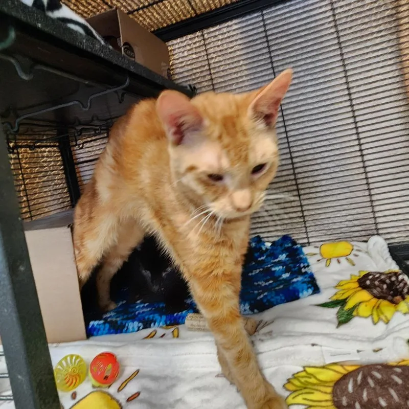 Sunlight thumbnail 5