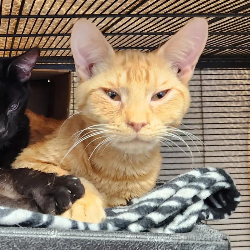 Sunlight thumbnail 6