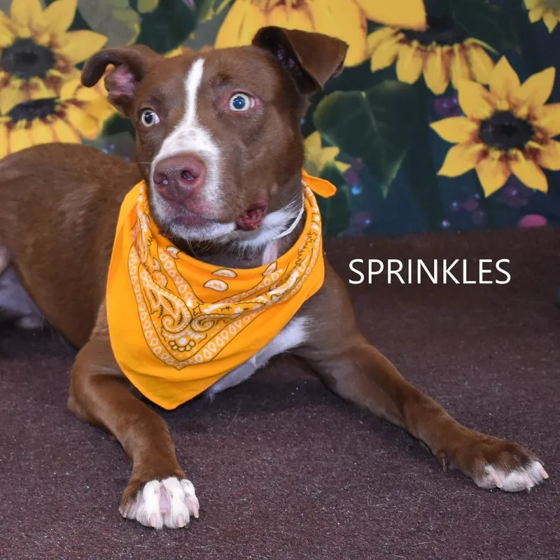 Sprinkles thumbnail 2