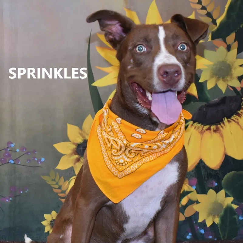 Sprinkles thumbnail 3