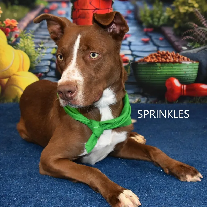 Sprinkles thumbnail 4