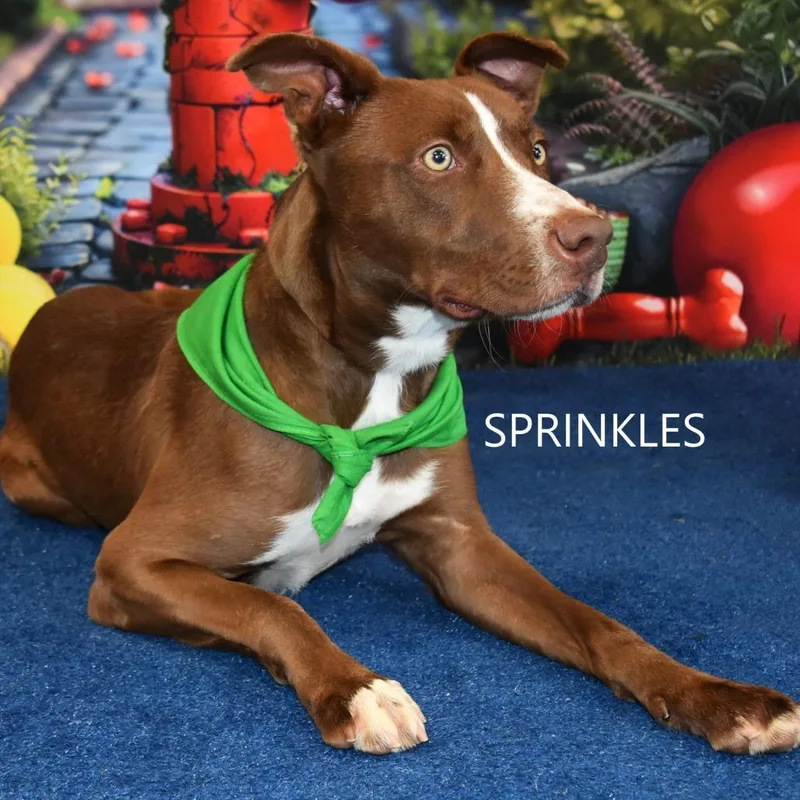 Sprinkles thumbnail 5