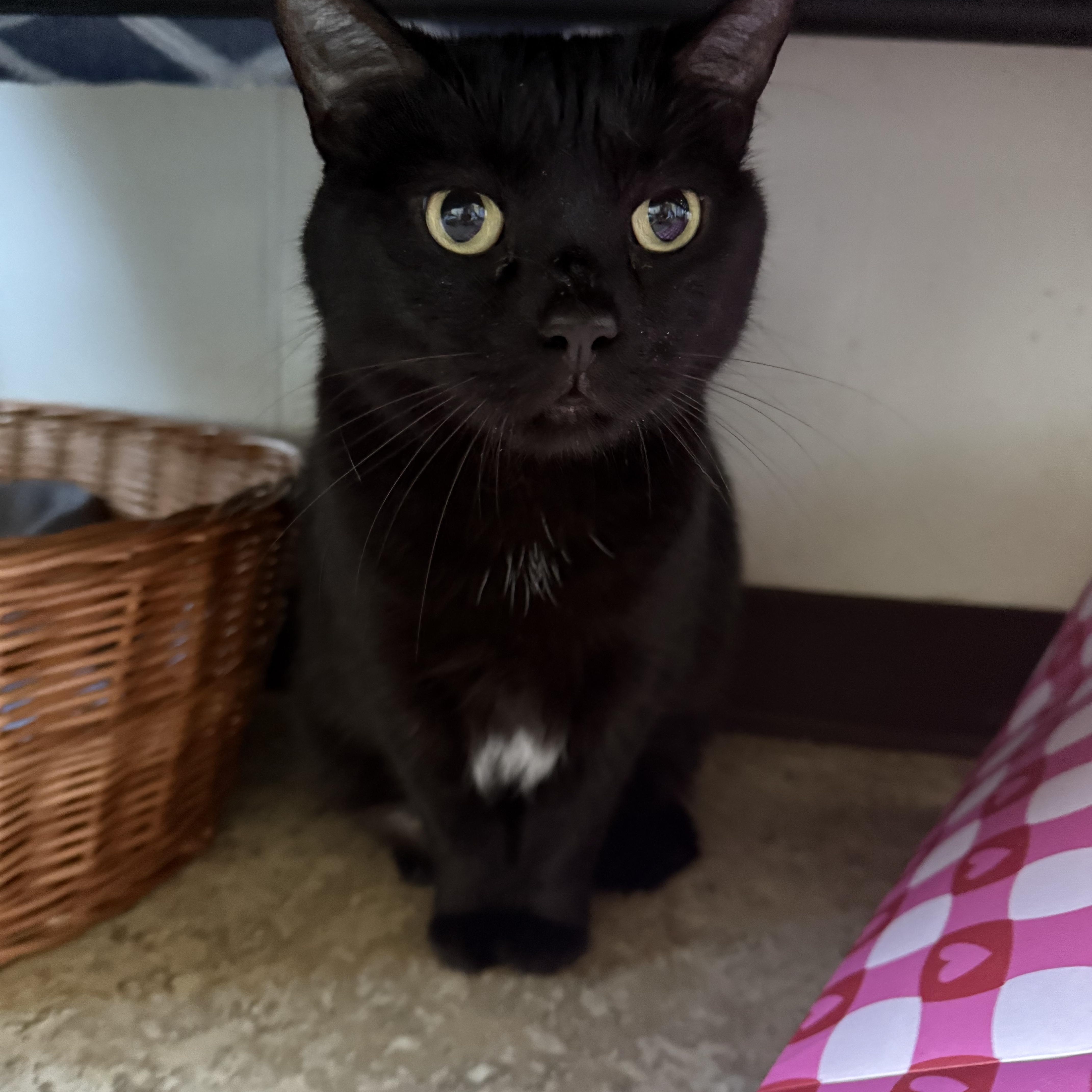 An adult large-sized female Black Domestic Short Hair cat named Tootsie for adoption in Hendersonville, TN