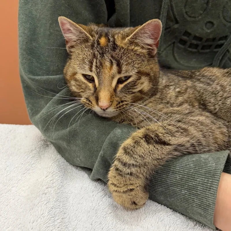 Velocity thumbnail 2