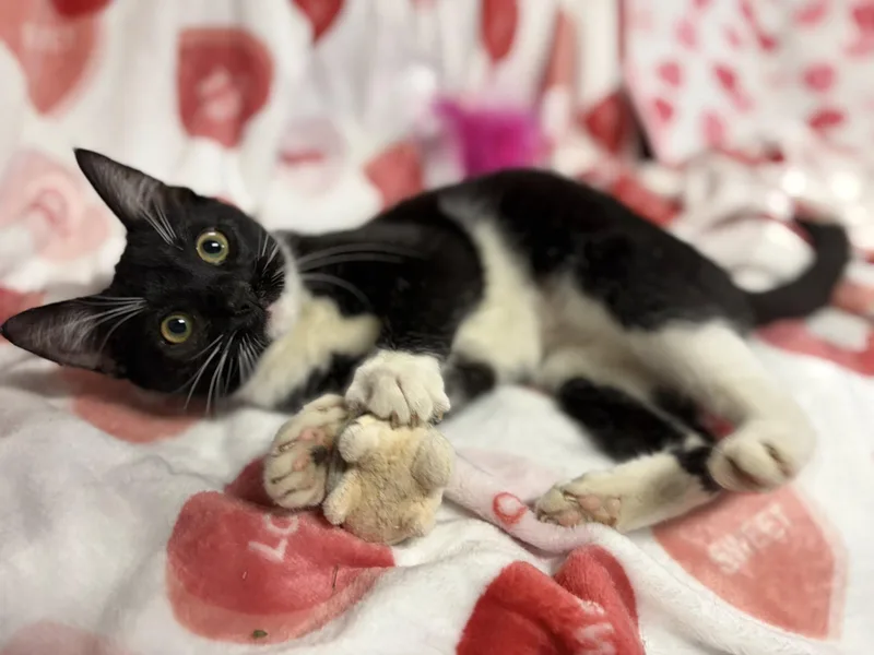 Stephanie Aka: Stevi thumbnail 2