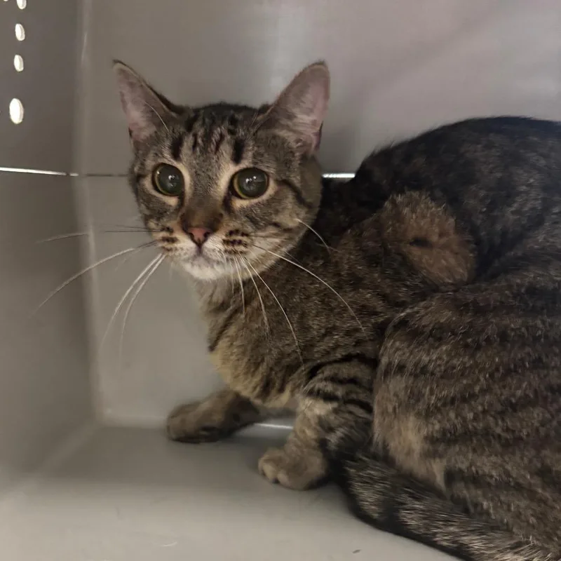 Microwave thumbnail 2