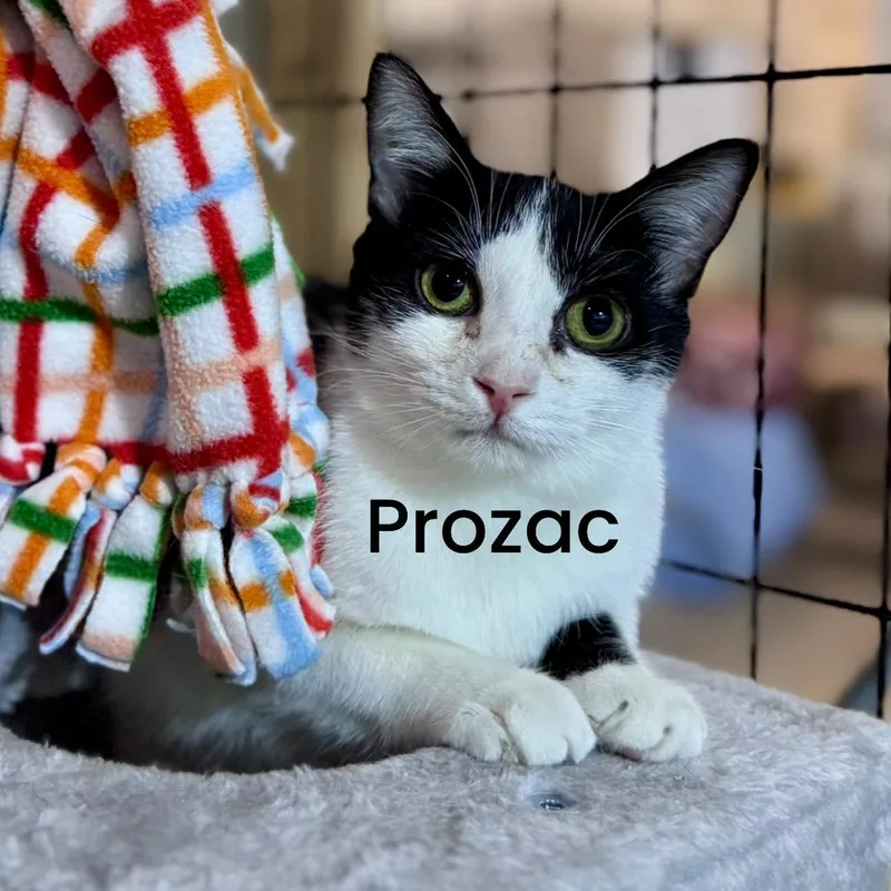 Prozac