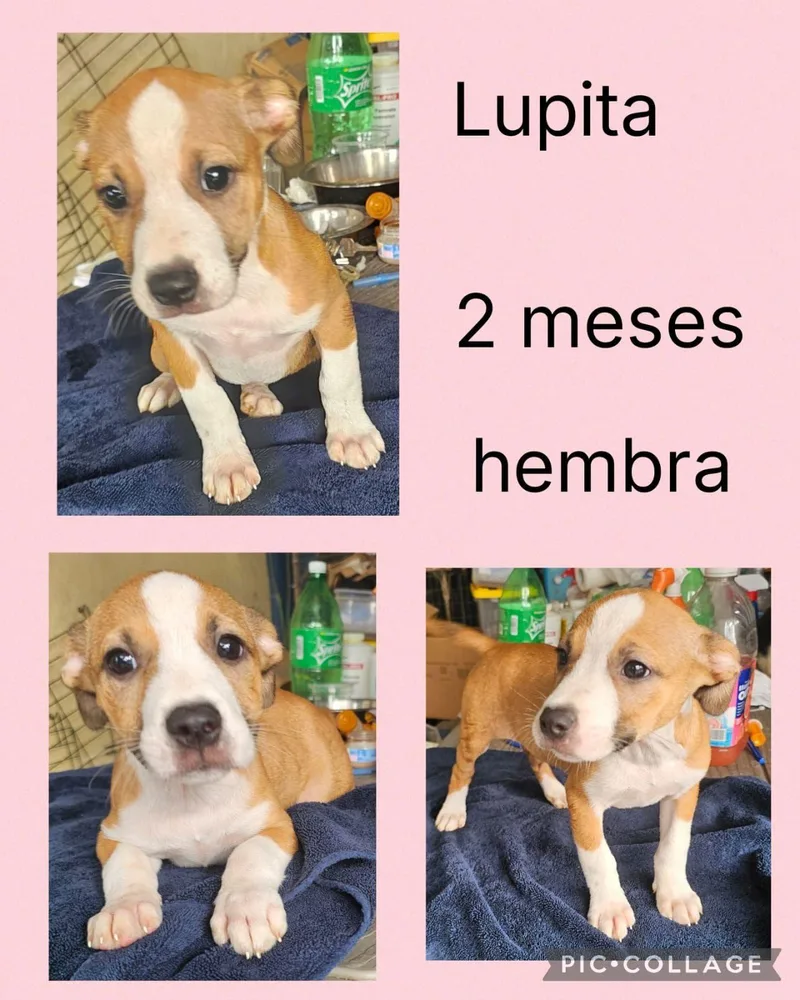 Lupita