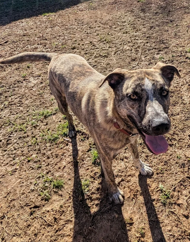 Theodore  Bdm thumbnail 2