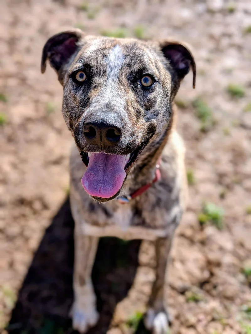 Theodore  Bdm thumbnail 3