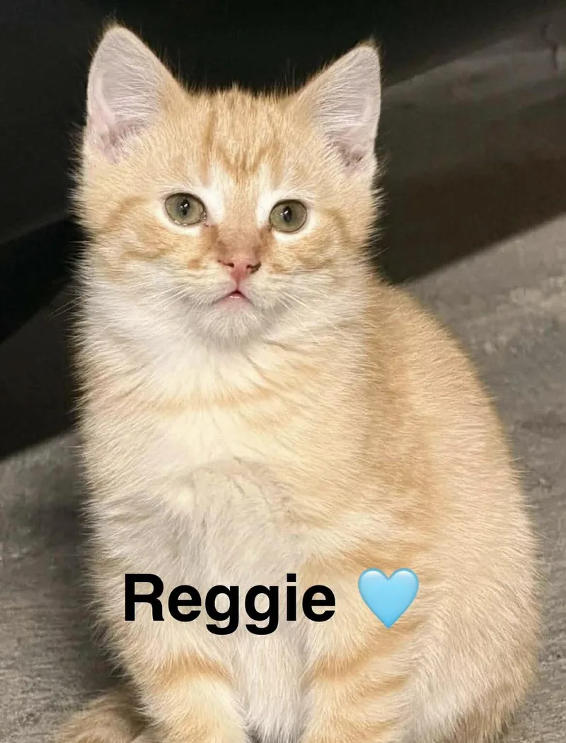 Reggie thumbnail 3